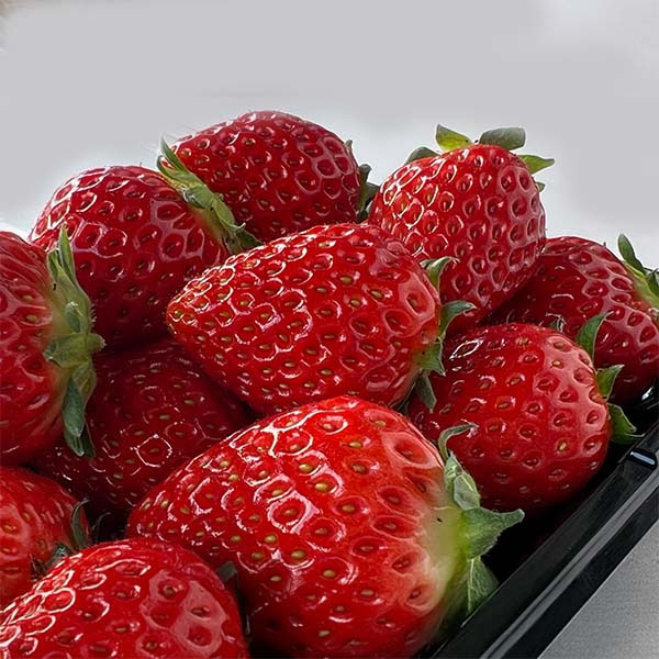 岡山県岡山市産 広岡農園の大粒いちご(かんなひめ)平パック 270g(12-15粒)2パックセット【お届け期間:2月15日〜4月30日】【NN】　商品画像2