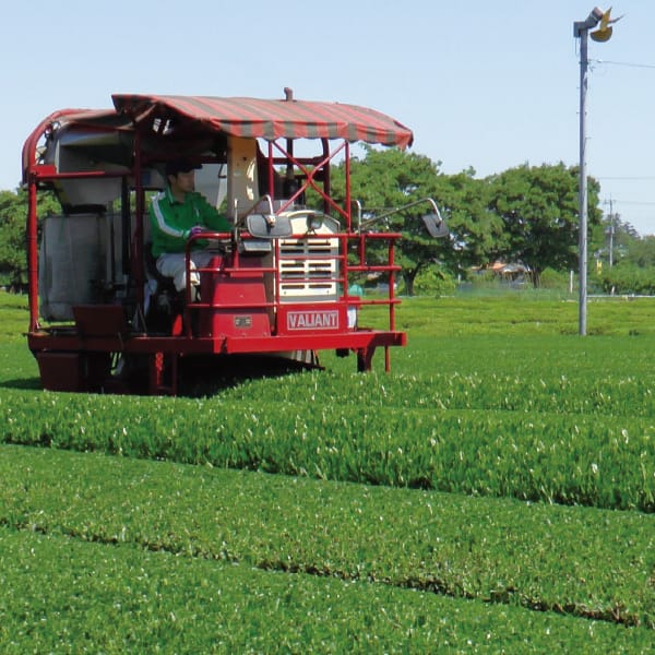 埼玉 新井園本店新茶 狭山茶詰合せ 缶85g×2缶【お届け期間】2026/05/25‐2026/06/10【超！春トク祭り】【KN】　商品画像2
