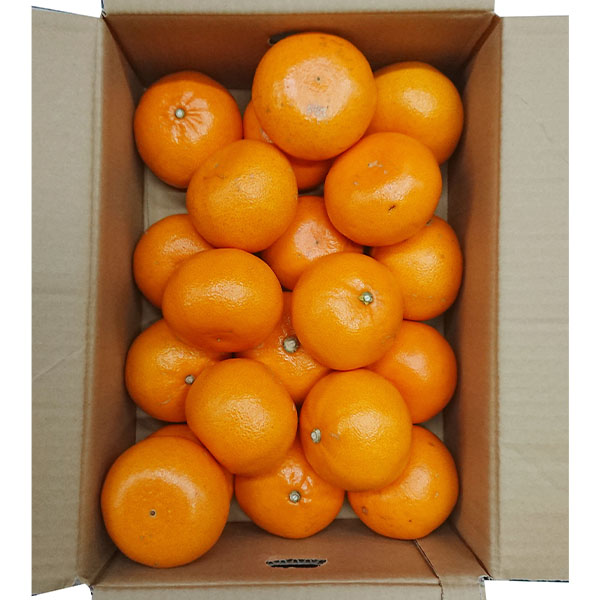 和歌山県産(JAわかやま ありだ地域本部)せとか5kg【お届け期間:2026年3月1日〜2026年3月25日】【NN】 商品画像2