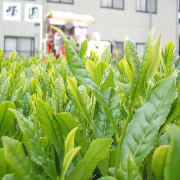 埼玉 長峰園 狭山茶葛餅セット【KN】　商品画像2