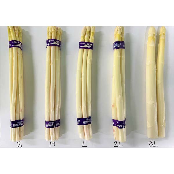福岡県産 太芽アスパラガス ホワイト 800g 【限定10点】【お届け期間：3月20日〜4月30日】【超！春トク祭り】　商品画像2