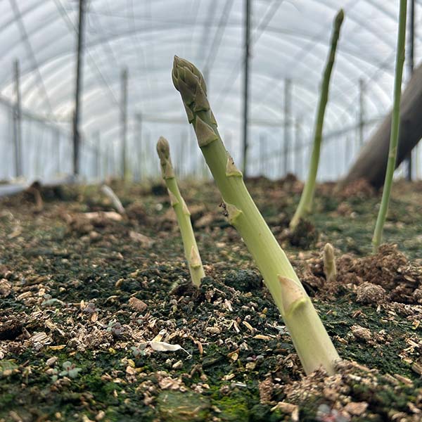 福岡県産 太芽アスパラガス グリーン 800g  3L【お届け期間：3月20日〜4月30日】【超！春トク祭り】　商品画像2