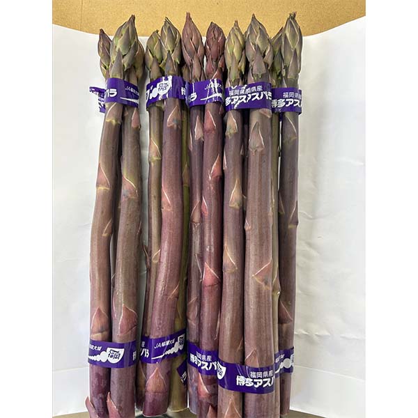 福岡県産 太芽アスパラガス 3色セット 計900g【お届け期間：3月20日〜4月30日】【超！春トク祭り】　商品画像2