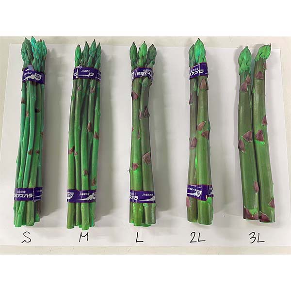 福岡県産 アスパラガス グリーン ご自宅用 800g 【お届け期間:3月20日〜4月30日】【超!春トク祭り】 商品画像2