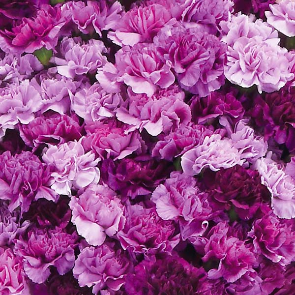 茨木春草園 100本のムーンダストブーケ【母の日】　商品画像2