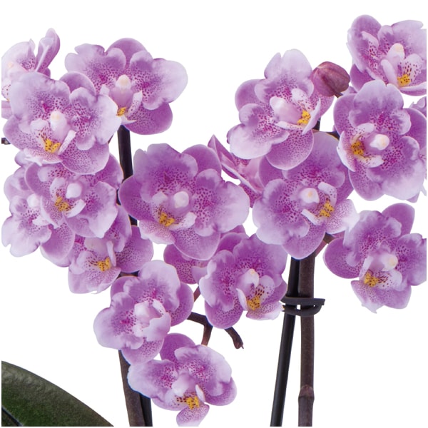 椎名洋ラン園 フリンジ咲きマイクロ胡蝶蘭「ダイヤモンドさくら」2本立(SUSTEE付)【母の日】　商品画像2