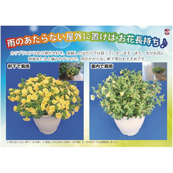 ジョルディカワムラ カリブラコアアンティーク No.38(SUSTEE付)【母の日】 商品画像2