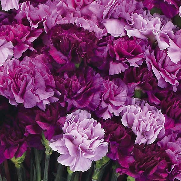 茨木春草園 50本のムーンダストブーケ【母の日】　商品画像2