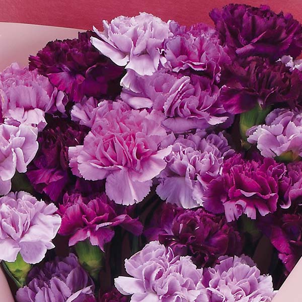 茨木春草園 30本のムーンダストブーケ【母の日】 商品画像2