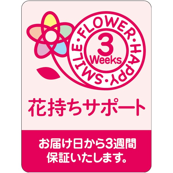 椎名洋ラン園 ミディ胡蝶蘭「小雪-koyuki-」2本立(SUSTEE付)【父の日】 商品画像2