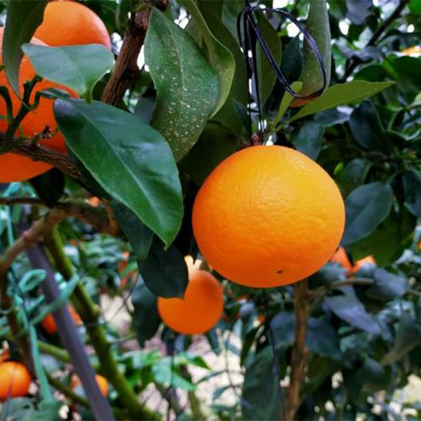 愛媛県産 紅プリンセス 優品以上3L〜Mサイズ 5kg【お届け期間:3月15日〜3月31日】【NN】 商品画像2