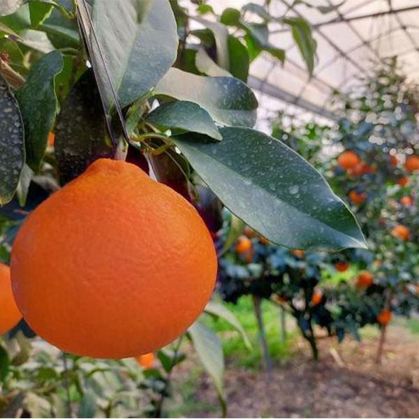 愛媛県産 はるあいか 優品以上3L〜Mサイズ 5kg【お届け期間:3月15日〜3月31日】【NN】 商品画像2