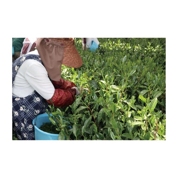 埼玉 新井園本店 新茶 狭山茶詰合せ 袋(80g×2袋)【KN】　商品画像2