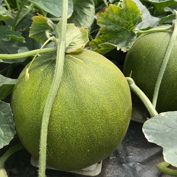 茨城県 県西地区 レモンメロン 1個入り化粧箱【限定50点】【お届け期間:7月1日〜7月20日】【KN】 商品画像2