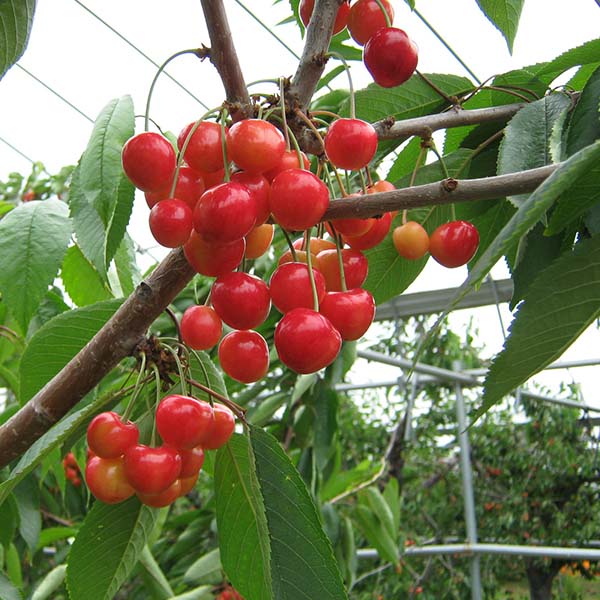 北海道産さくらんぼ(佐藤錦又は紅秀峰) 180g×4P【お届け期間：6月20日〜7月30日】【北海道フェア】　商品画像2