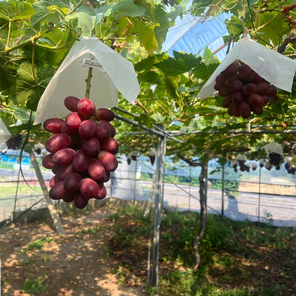 島根県産 ぶどう 「神紅」550g 1房【限定500点】【お届け期間：8月1日〜8月31日】【株主優待セール】　商品画像2