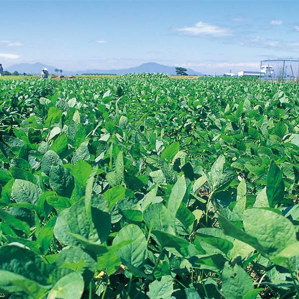 新潟県新潟市西区小平方産 くろさき茶豆「かおり」 2kg以上【お届け期間:7月25日〜9月10日】【KN】 商品画像2