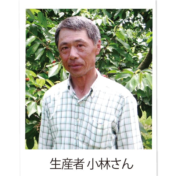 新潟県産 小林農園のさくらんぼ(佐藤錦)450g Mサイズ以上【限定50点】【お届け期間:6月9日〜6月30日】【KN】　商品画像2