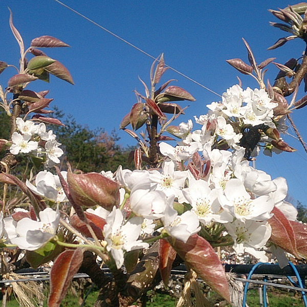 鳥取県産 砂口さんの二十世紀梨 赤秀 3kg【限定50点】【お届け期間：8月20日〜9月25日】【おいしいお取り寄せ】　商品画像2