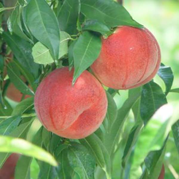 福島県産 もも さくら白桃 2kg【限定100点】【お届け期間：9月1日〜9月30日】【おいしいお取り寄せ】　商品画像2