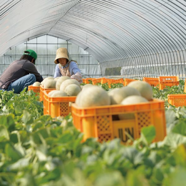 茨城 鹿島製菓 究極のメロンパン【お届け期間:11月18日〜12月28日】【KN】　商品画像2