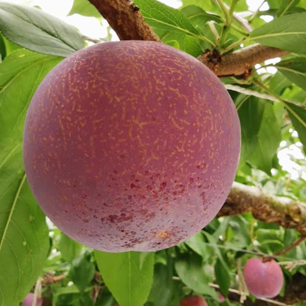 山梨県産 小野さんのプラム 貴陽(きよう) 化粧箱入り(大玉7〜9玉) 【限定15点】【お届け期間:7月5日〜7月25日】【お買い得セール6月】 商品画像2