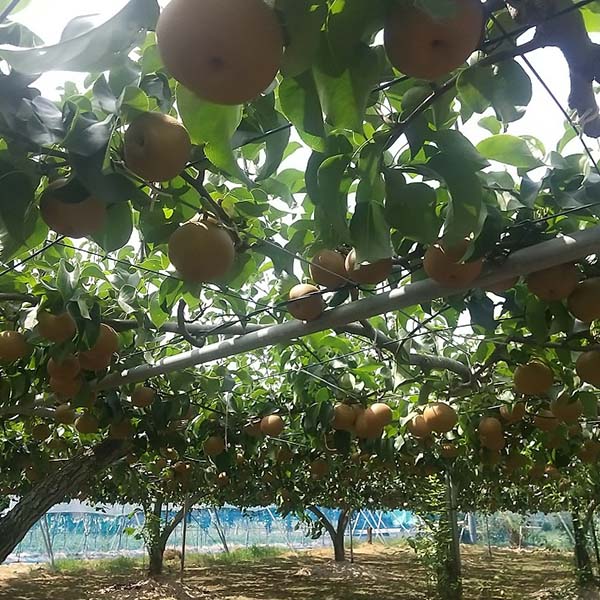 埼玉県産(JA全農さいたま) 彩玉梨 5kg 優品【限定100点】【お届け期間：9月1日〜9月30日】【サマーセール】　商品画像1