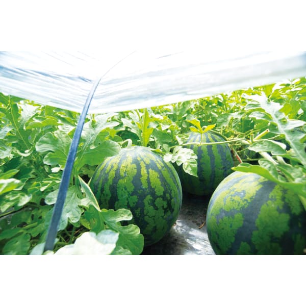 秋田県産 大玉西瓜(あきた夏丸) 5L以上 1玉 10kg以上 【お届け期間:8/1(土)〜8/15(土)】【MK】　商品画像2