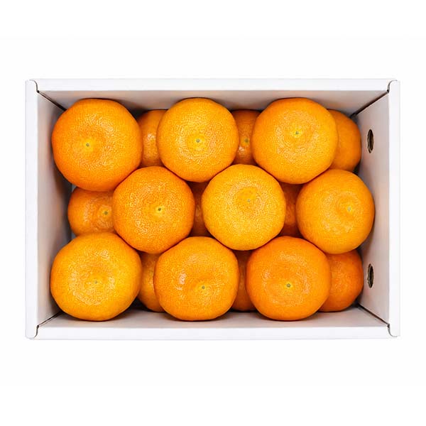 愛媛県産(JAえひめ中央) 温室みかん 1.1kg 青秀品以上 【限定300点】【お届け期間：9月1日〜9月18日】【お買い得セール8月】　商品画像2