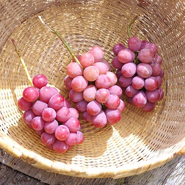 長野県産 ぶどう クイーンニーナ 秀品 2房 計1kg【限定50点】【お届け期間：9月28日〜10月31日】【秋のうまいもの市】　商品画像2