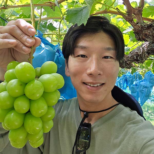 兵庫県産(イオン三木里脇農場) ぶどうセット(シャインマスカット・ピオーネ)1箱・2房入り【お届け期間:9月5日〜9月15日】【イオン農場】【NN】　商品画像2