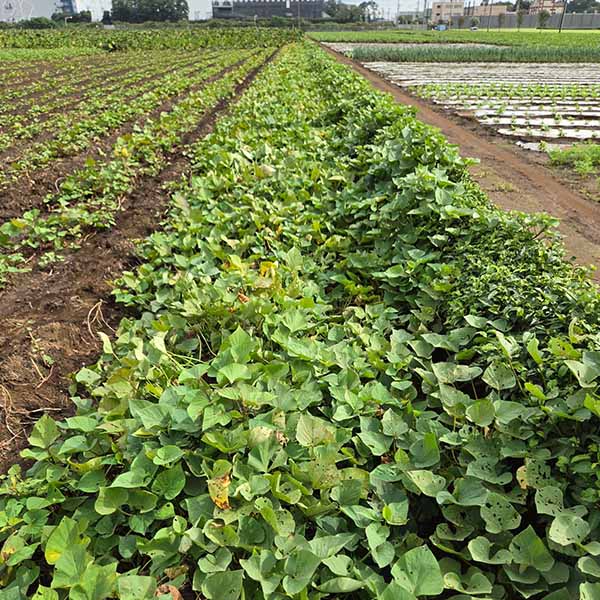 埼玉県産(富の川越いも) きみまろこ 3kg【限定100点】【お届け期間：12月1日〜12月25日】【オクトーバーフェスト】【おいしいお取り寄せ】　商品画像2