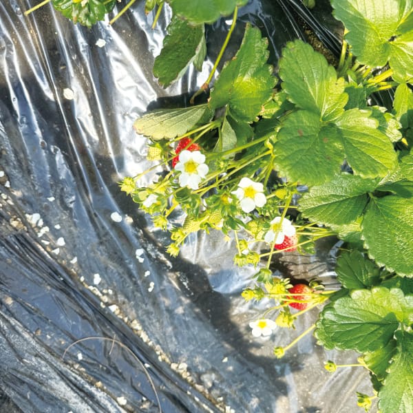 埼玉県産 加須市地区 水野農園のいちご(あまりん) 250g入×4パック【お届け期間:1月5日〜3月31日】【KN】 商品画像2