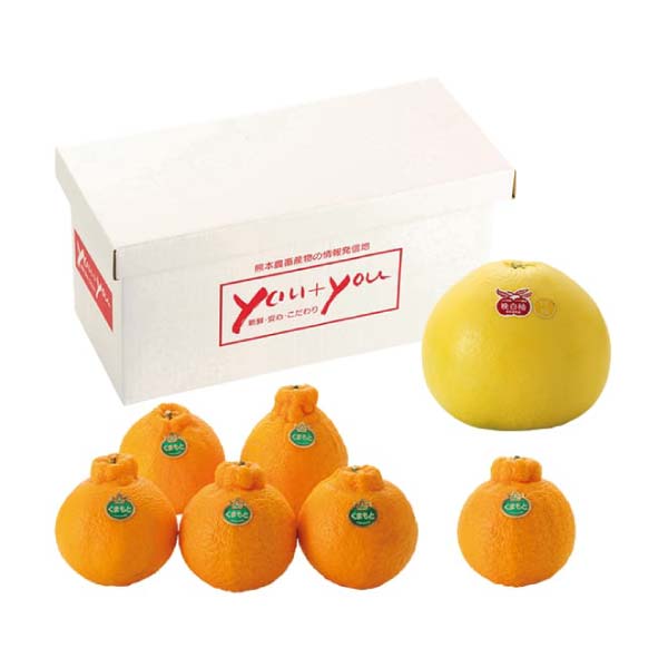 熊本県産 晩白柚・デコポンセット(お届け期間：11/11〜12/30)【冬の贈りもの・お歳暮】　商品画像2