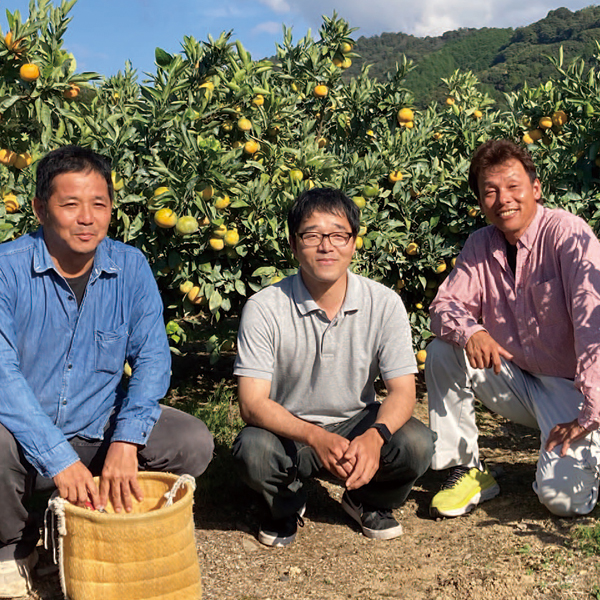 和歌山県産(わかやま情熱みかんグループ)わかまや情熱みかん計2kg以上・Mサイズ(24個)(糖度12度以上選果)【お届け期間:11月15日〜12月22日】【旬鮮便】【NN】　商品画像2