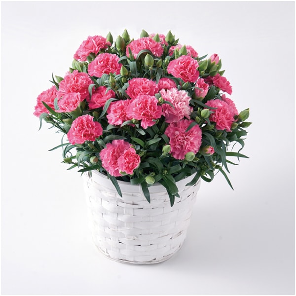 ホシファーム カーネーション＆焦がしキャラメルがしみ込んだバーム4個【母の日】　商品画像3