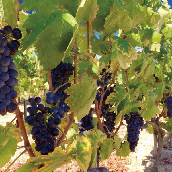 エミリアーナ オーガニックワイン赤白セット【冬の贈りもの・お歳暮】[EM-CS2]　商品画像3