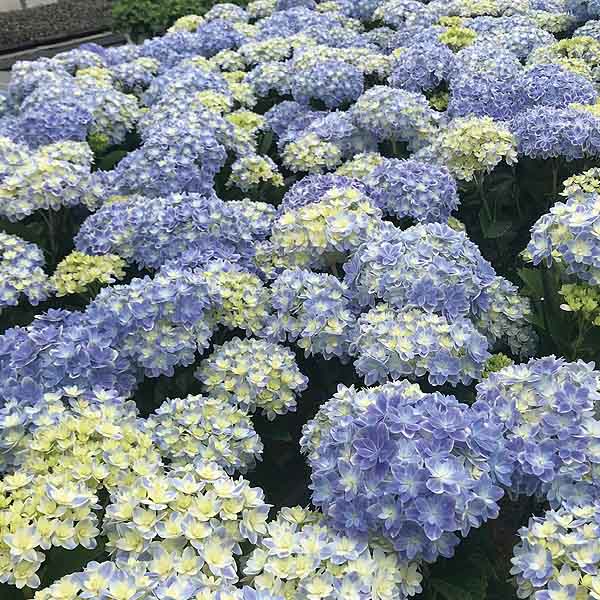 島根アジサイ研究会 あじさい「万華鏡」(SUSTEE付)【限定300点】【母の日】　商品画像3