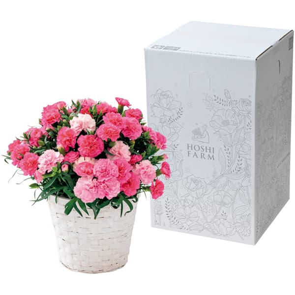 ホシファーム カーネーション＆徳島なると金時のどら焼き【母の日】　商品画像3