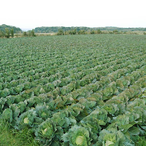 五味八珍 浜松餃子 56個×2【限定500点】【GW】　商品画像3