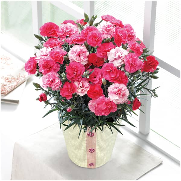 銀座千疋屋 銀座フルーツクーヘンとカーネーション(さくらもなか)【母の日】 商品画像3