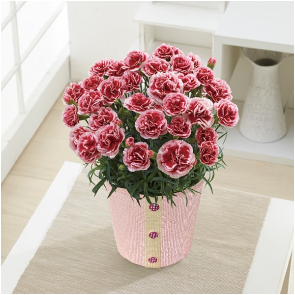 ホテルオークラ フルーツ&チョコレートケーキとカーネーション(いちごホイップ)【母の日】 商品画像3