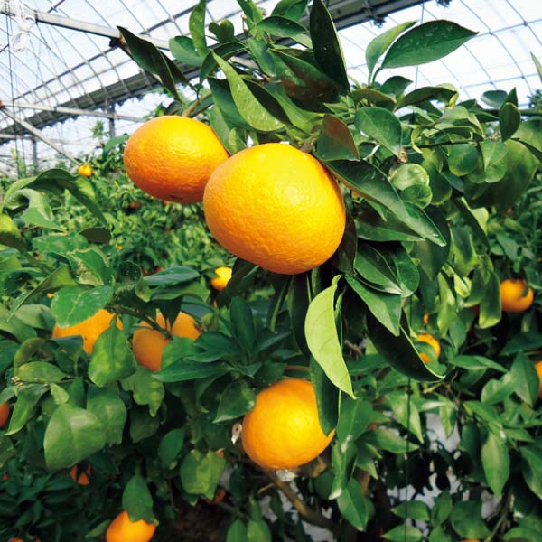 愛媛県産 紅まどんな(お届け期間：11/11〜12/28)【冬の贈りもの・お歳暮】　商品画像3