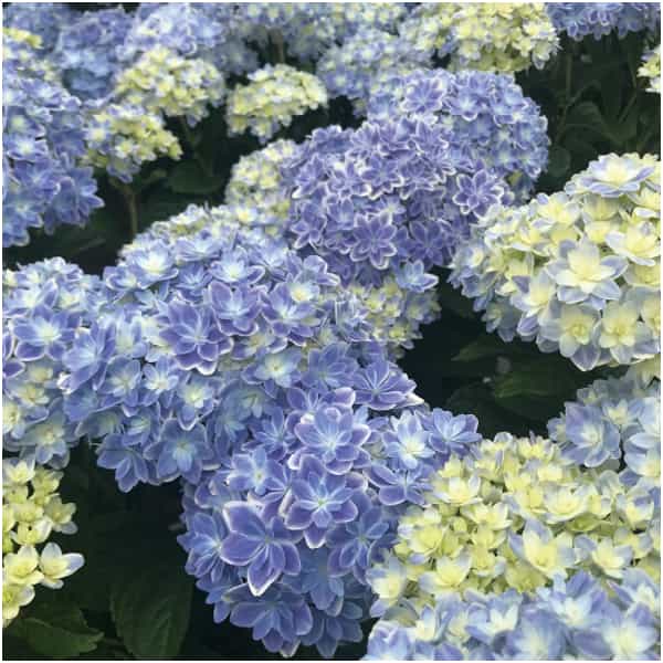 島根アジサイ研究会 あじさい「万華鏡」(SUSTEE付)【母の日】 商品画像3