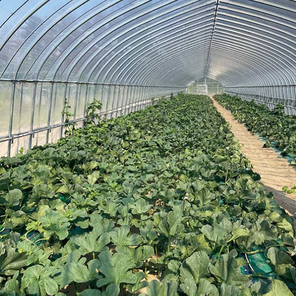 山形県産(早坂三十郎農園) 味自信作 大玉メロン(赤と青)(お届け期間：6/25〜8/15)【夏の贈りもの・お中元】　商品画像3