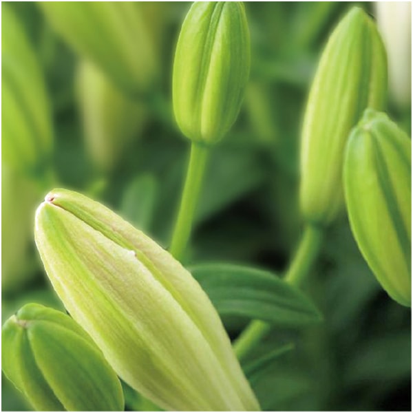 HANAMICHI ユリ「シュガーラブ」(SUSTEE付)【母の日】 商品画像3