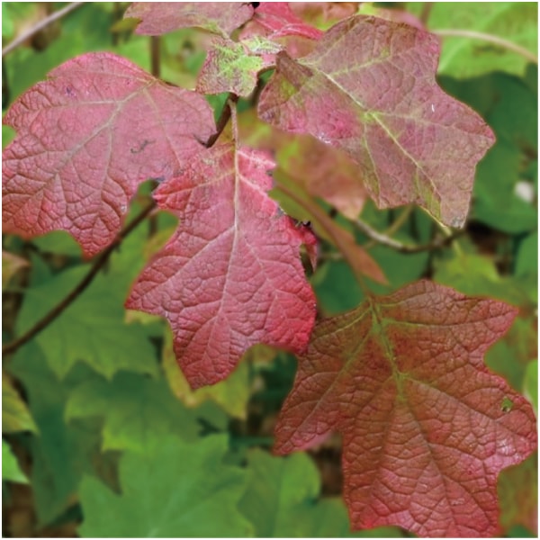 かしわばあじさい「スノーフレーク」(SUSTEE付)【母の日】　商品画像3