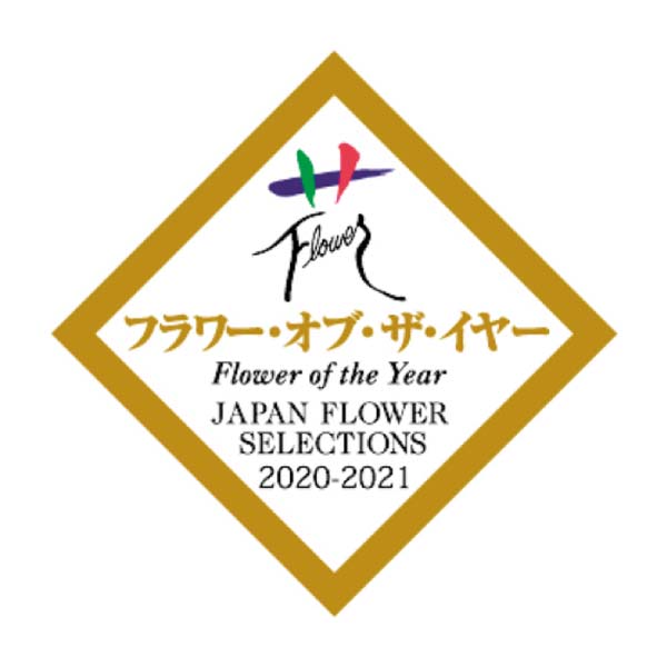 矢祭園芸 シクラメン「ローゼス」ピンクバイカラー 万重咲き(SUSTEE付)(お届け期間:12/11〜12/31)【冬の贈りもの・お歳暮】 商品画像3