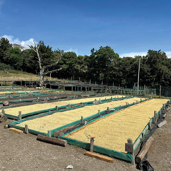 ミカフェート パナマコトワ農園 ドリップバッグ2種セット【夏の贈りもの・お中元】　商品画像3