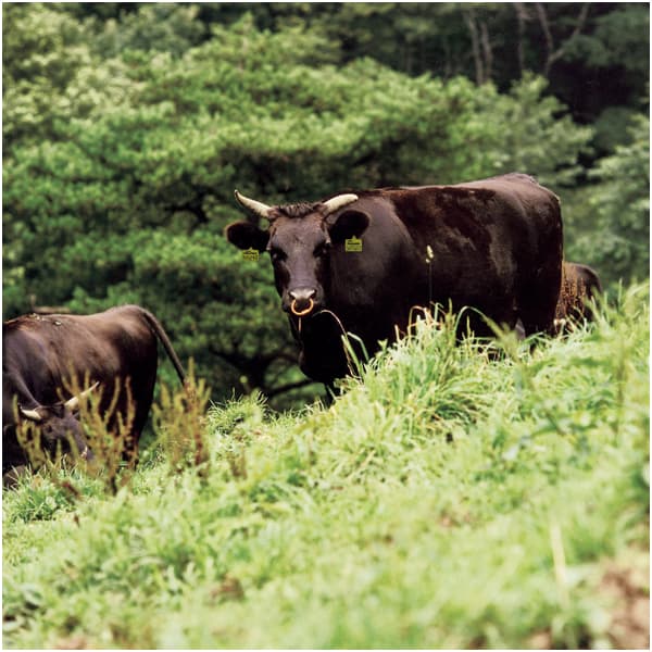 常陸牛ロースすきやき用【冬の贈りもの・お歳暮】 商品画像3